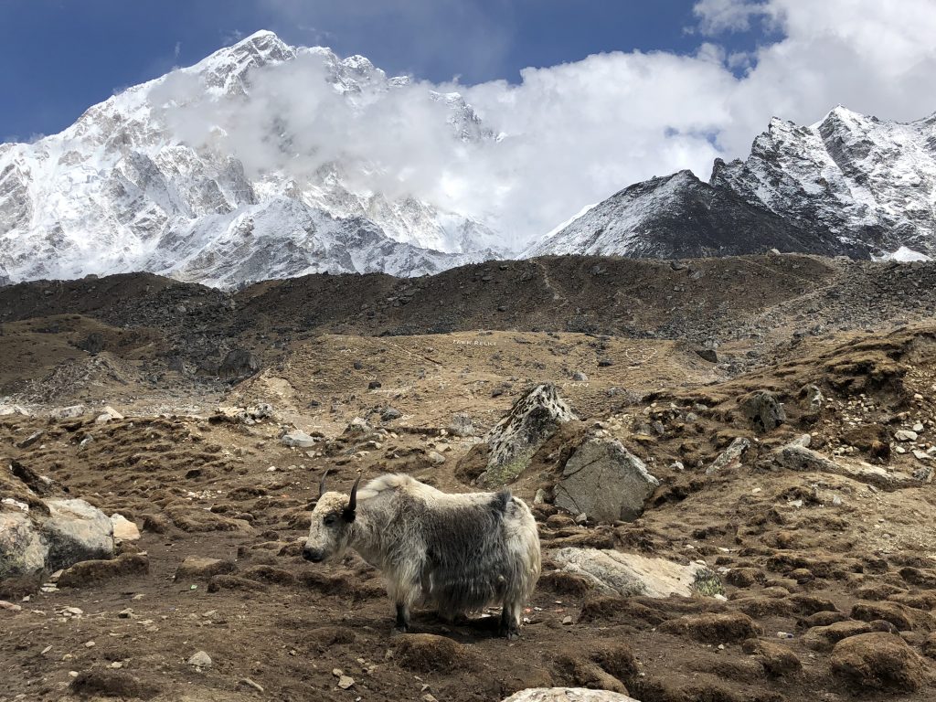 a yak stands on the dusty plains near Lobuche, the massive peak of Nuptse rising in the background